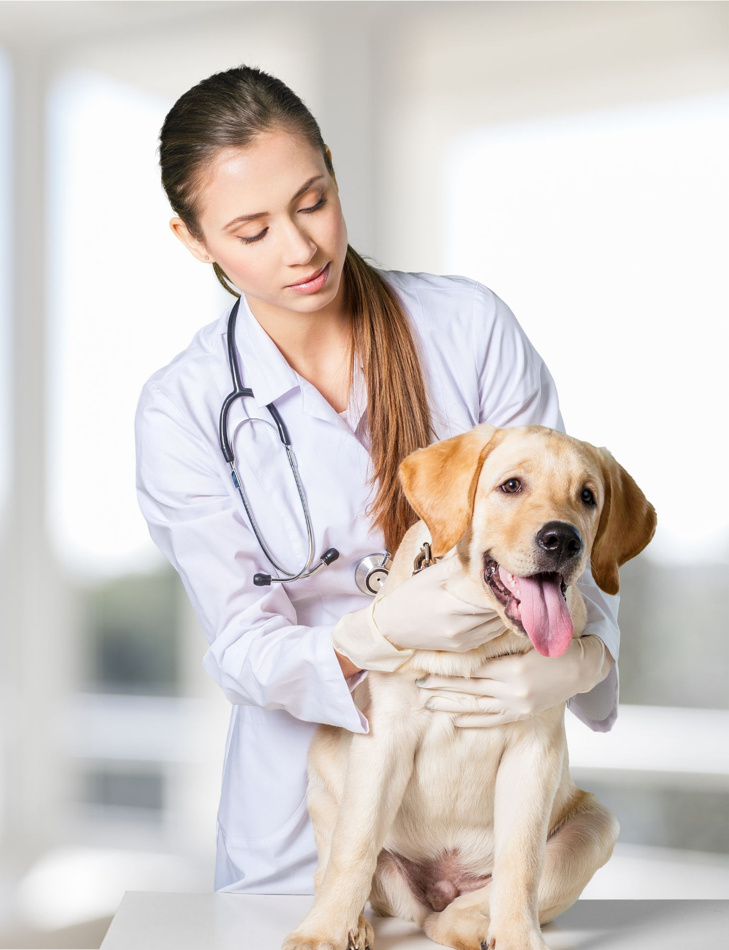 Médica veterinaria con un labrador