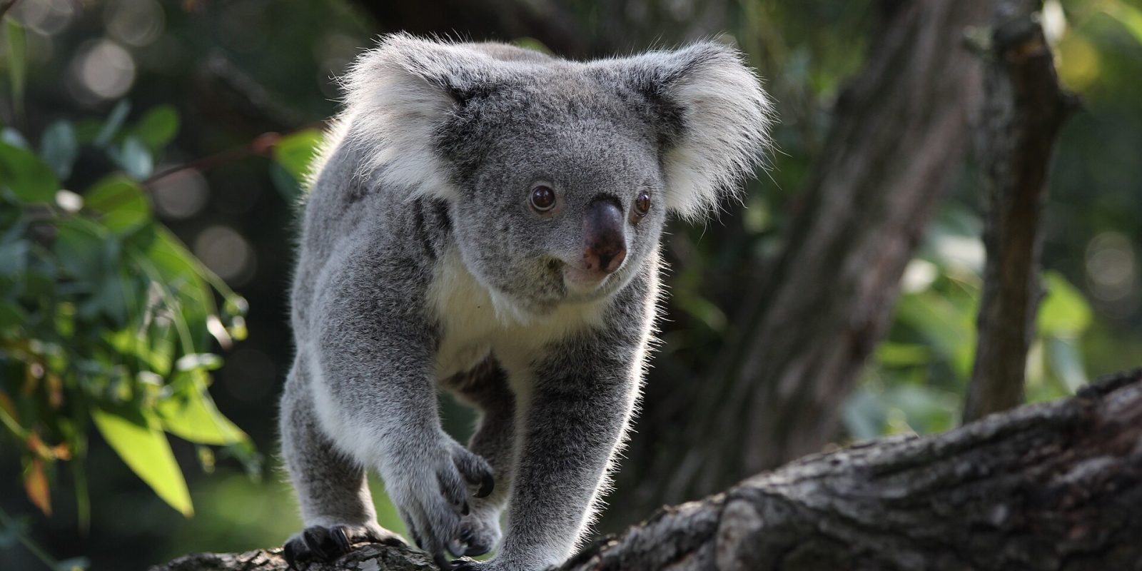 Australia aprueba la primera vacuna contra la clamidia en koalas
