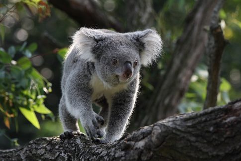 Australia aprueba la primera vacuna contra la clamidia en koalas