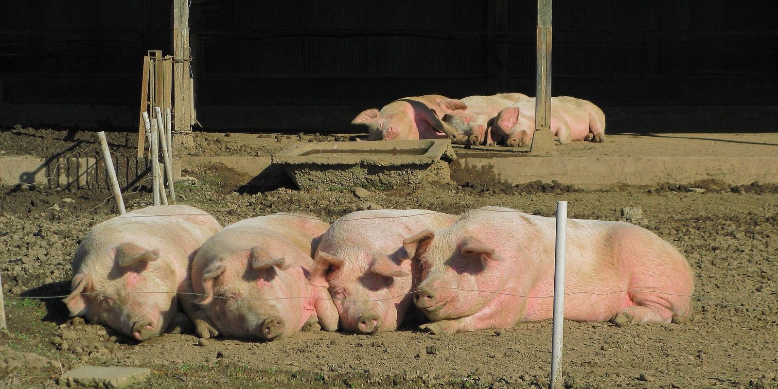 Cerdos resistentes al PRRS gracias a la edición genética: la FDA da luz verde