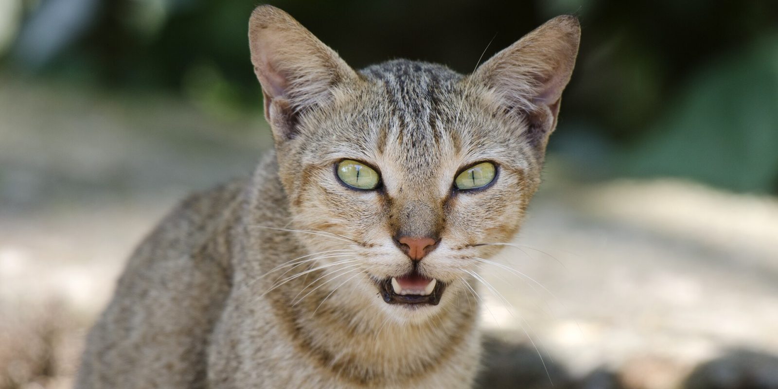 Diabetes felina sin inyecciones: los inhibidores SGLT2 orales