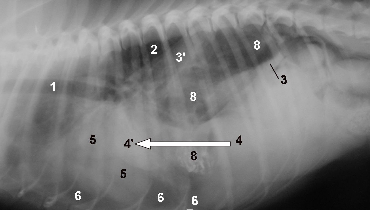 Inteligencia artificial en radiología veterinaria: qué tan precisa es