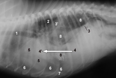 Inteligencia artificial en radiología veterinaria: qué tan precisa es