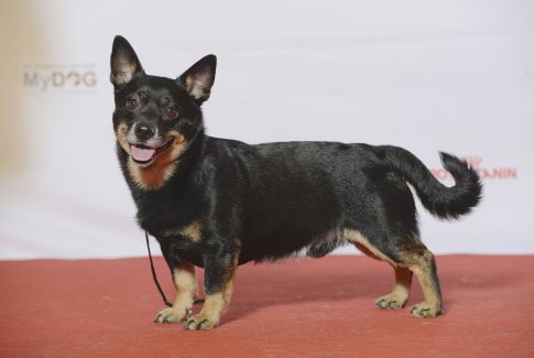 ¿Qué razas de perro viven más? Un estudio con más de medio millón de perros
