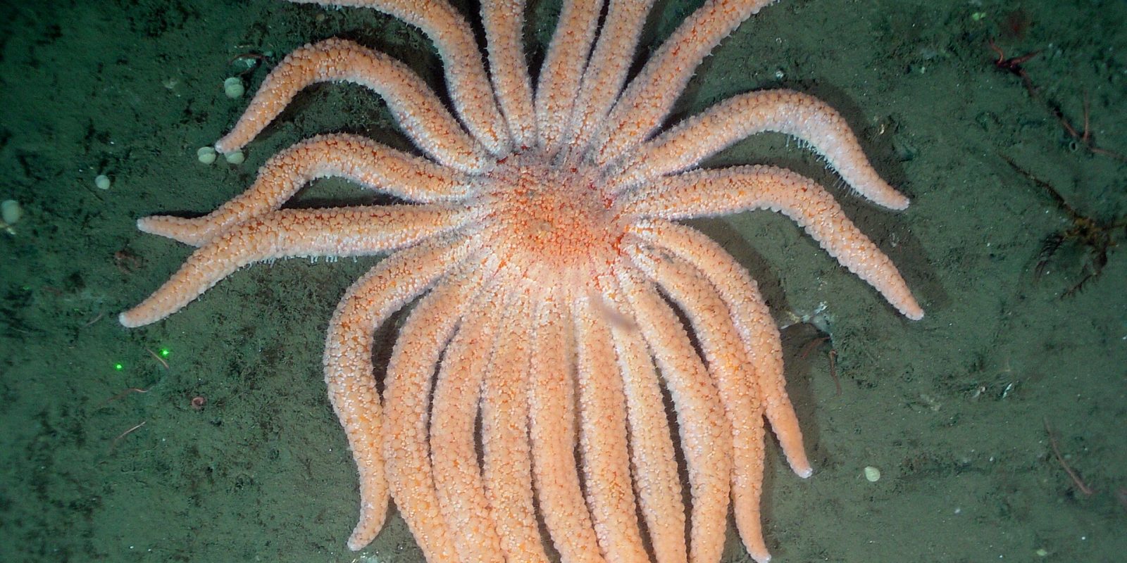 Resuelto el misterio de la mortandad de estrellas de mar en el Pacífico